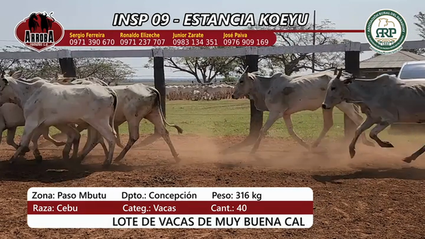 Lote Insp 9