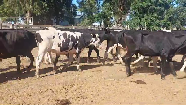Lote 45 novillos holando