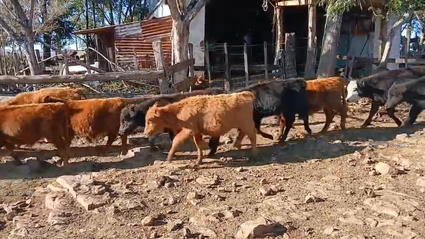 Lote 40 terneros castrados de buena clase.