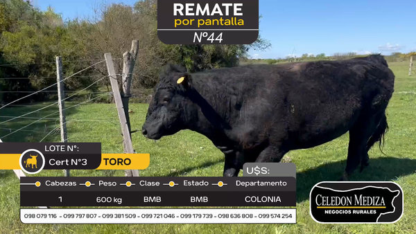 Lote 1 Toros en Carmelo, Colonia