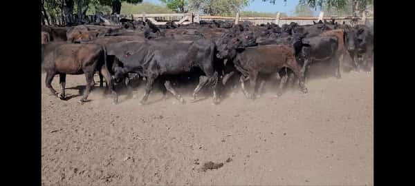 Lote 75 Terneras en Villaguay, Entre Ríos