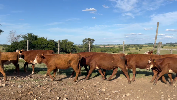 Lote TERNERAS