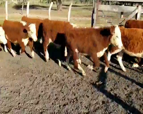 Lote 65 Terneros en Villaguay, Entre Ríos