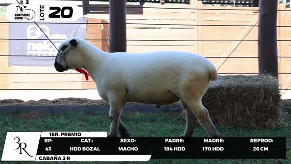 Lote LOTE 20- BOZAL