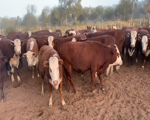 Lote 88 Vaquillonas C/ gtia de preñez en Juan José Castelli, Chaco
