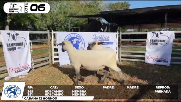 Lote LOTE 6- CAMPO