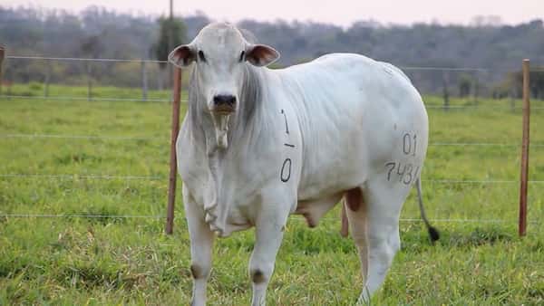Lote LOTE 45