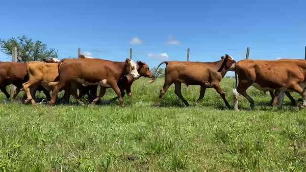 Lote 70 Terneros