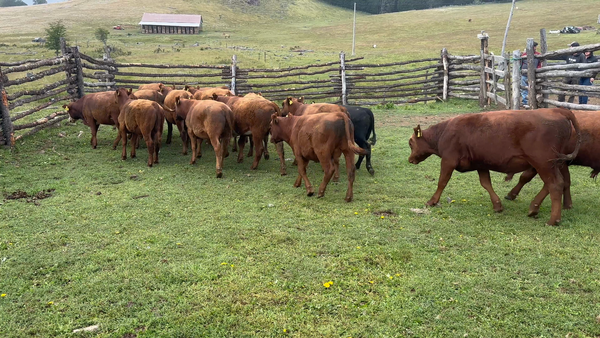Lote 20 Ternero en Coyhaique, XI Región Aysén