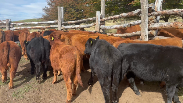 Lote 25 Ternero en Coyhaique, XI Región Aysén