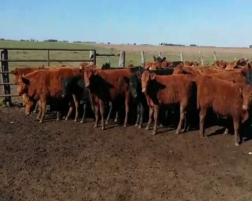 Lote 70 Terneros en Federal, Entre Ríos