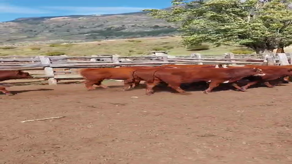 Lote 50 Ternero en Coyhaique, XI Región Aysén