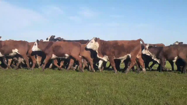 Lote 170 Novillitos