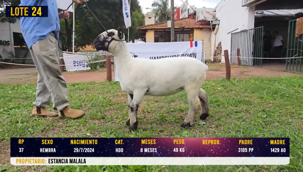 Lote LOTE 24