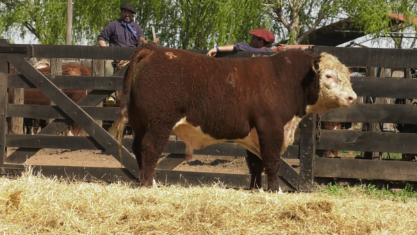 Lote TOROS P. HEREFORD PURO REGISTRADO