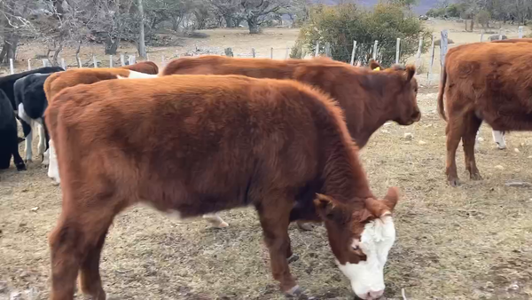Lote 40 Novillo Engorda en Río Ibáñez, XI Región Aysén