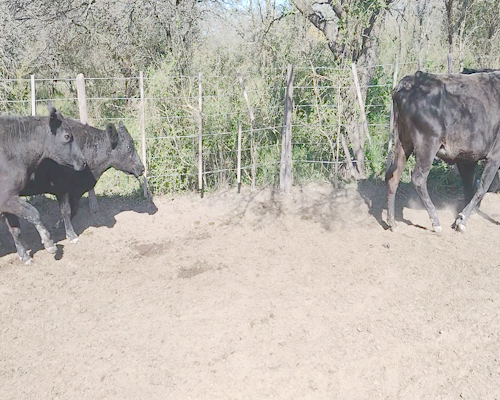 Lote 14 Vacas de invernar en Providencia, Santa Fe