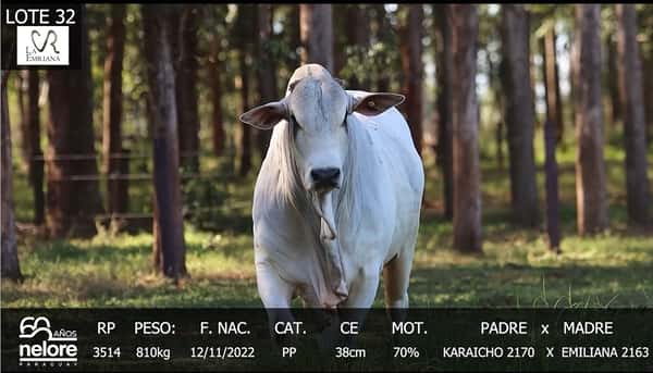 Lote LOTE 32