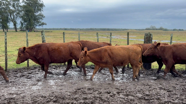 Lote 23 Vaquillonas más de 2 años en Barrancas, Rocha