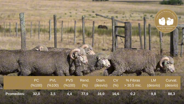 Lote Carneros de campo