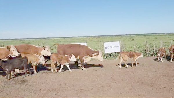 Lote 60 Vacas Medio Uso c/Cria