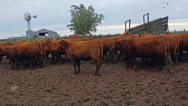 Lote 60 Vaquillonas C/ gtia de preñez