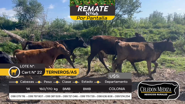 Lote 14 Terneros y Terneras en Conchillas, Colonia