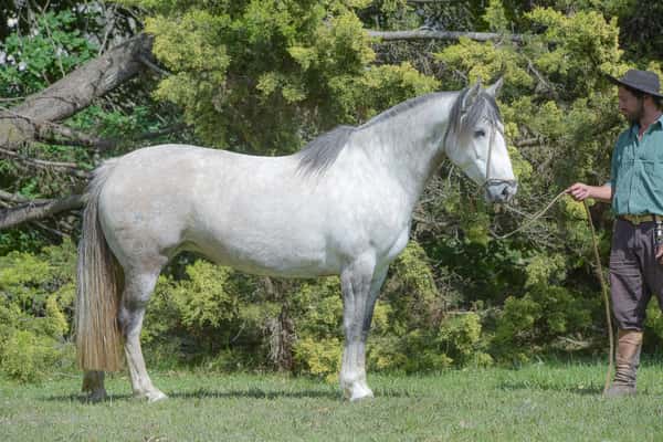 Lote Yubely Fantasma