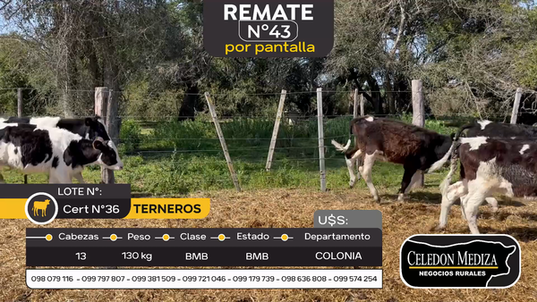 Lote 13 Terneros en Artilleros, Colonia