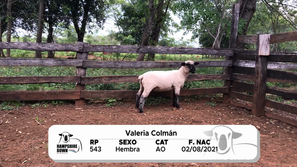Lote LOTE 10 A CAMPO - RP 543