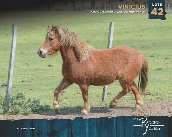 Lote Vinicius