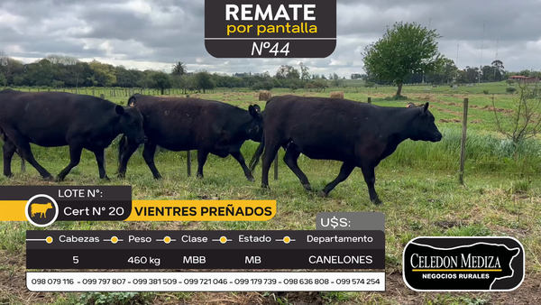 Lote 5 Vientres Preñados en Otra Localidad, Canelones