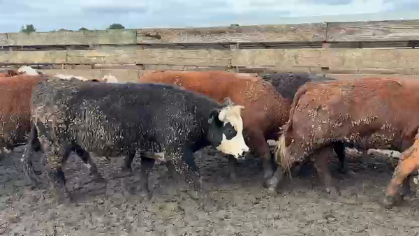 Lote 20 Novillo Gordo en Los Ángeles, VIII Región Biobío