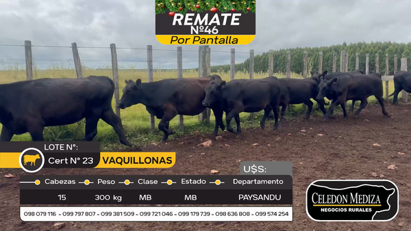 Lote 15 Vaquillonas  en Paysandú