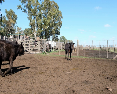 Lote Terneros Angus en Benito Juarez, PBA.-