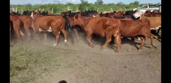 Lote 43 Vaquillonas en Villaguay, Entre Ríos