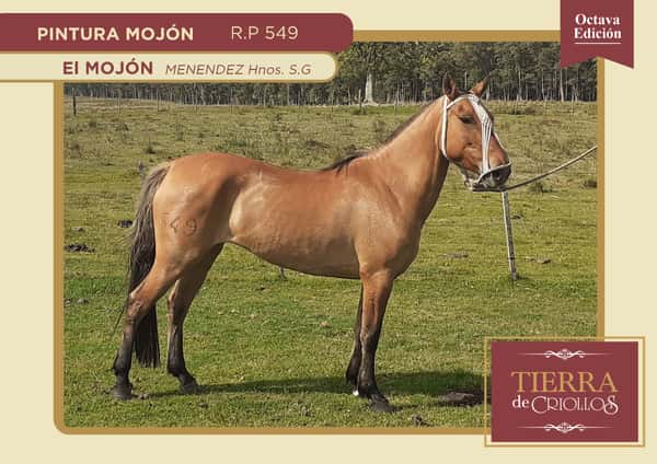 Lote Tierra de Criollos- El Mojón- Pintura Mojón RP 549