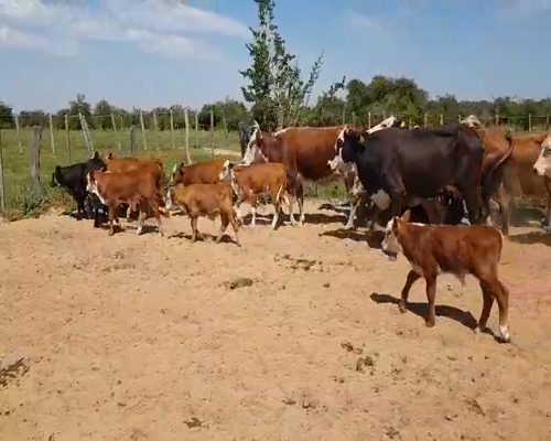 Lote 31 Vacas en Esquina, Corrientes
