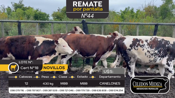 Lote 12 Novillos en Otra Localidad, Canelones