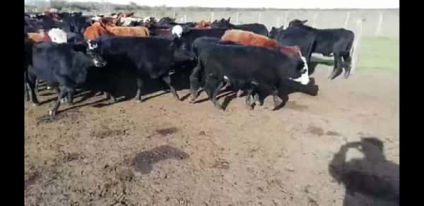 Lote 70 Terneros en Villaguay, Entre Ríos