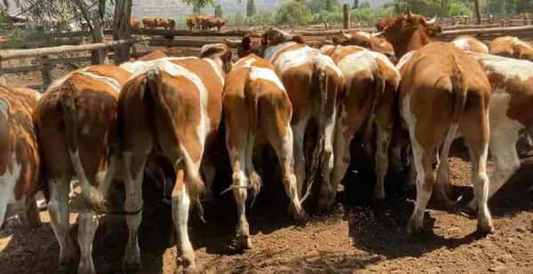 Lote 45 Novillo Engorda en María Pinto, Región Metropolitana