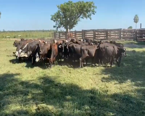 Lote 100 Terneras en El Colorado, Formosa