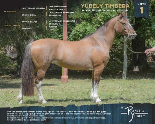 Lote Yubely Timbera