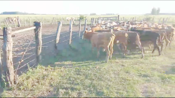 Lote 70 Terneros en Santa Lucía, Corrientes