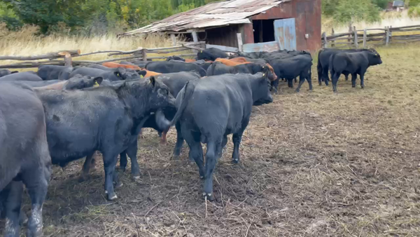 Lote 58 Ternero en XI Región Aysén, Coyhaique