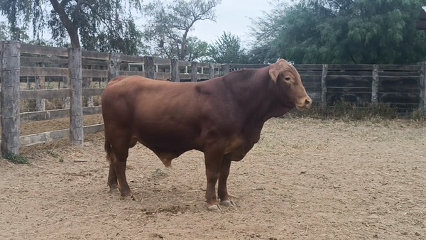 Lote TORO - BRANGUS ROJO