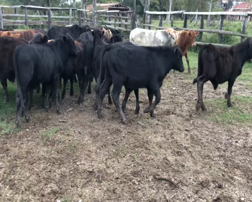 Lote 75 Terneros en Formosa, Formosa