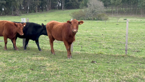 Lote 25 Vaquillonas 1 a 2 años en Los Feos, Tacuarembó