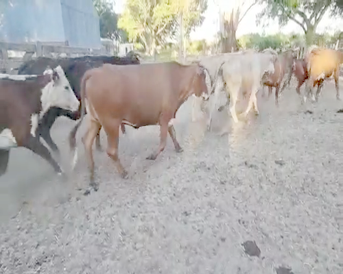 Lote 250 Vacas de invernar en Saladas, Corrientes