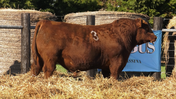 Lote TOROS ANGUS PURO CONTROLADO